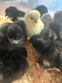 Day old chicks 