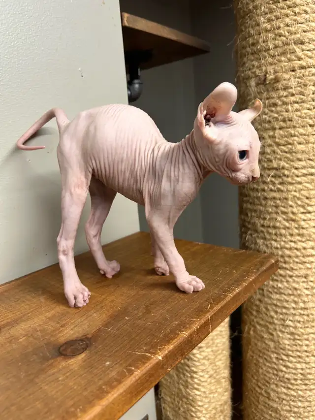 chaton sphynx-elf  in Cats & Kittens for Rehoming in Lanaudière - Image 5