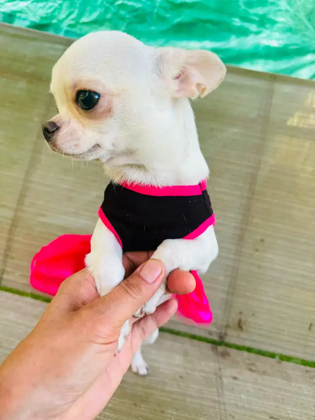 Cobby Body and Apple Head Chihuahua puppies SH and LH in Dogs & Puppies for Rehoming in Brantford - Image 8
