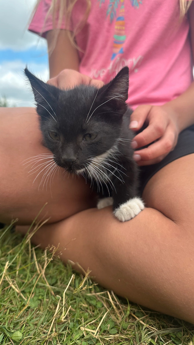 kittens for rehoming in Cats & Kittens for Rehoming in Abbotsford