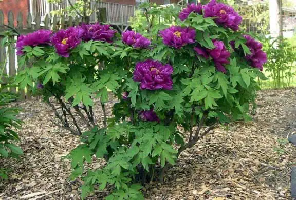peony tree ( seeds available $20 and small trees for shipping)62864746069762124