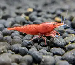 Looking for shrimp, View more