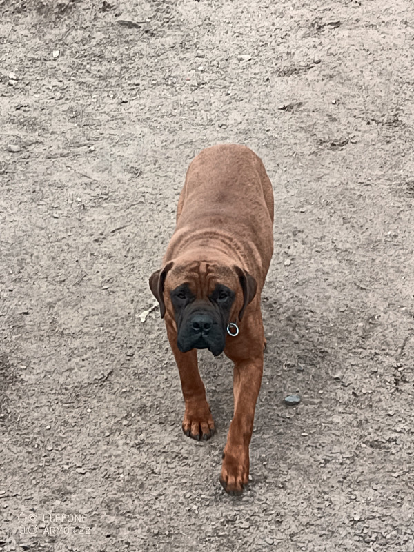 Gorgeous Bullmastiff in Dogs & Puppies for Rehoming in Sudbury - Image 4