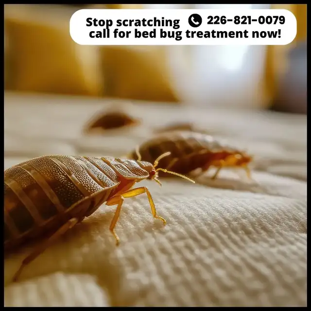 ✆ 226-821-0079 Pest Control – Serving the GTA in Cleaners & Cleaning in Mississauga / Peel Region - Image 6