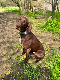 2 year 7 mon old Male German Shorthaired Pointer