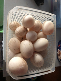 Free Range  Duck Eggs $5 for 12