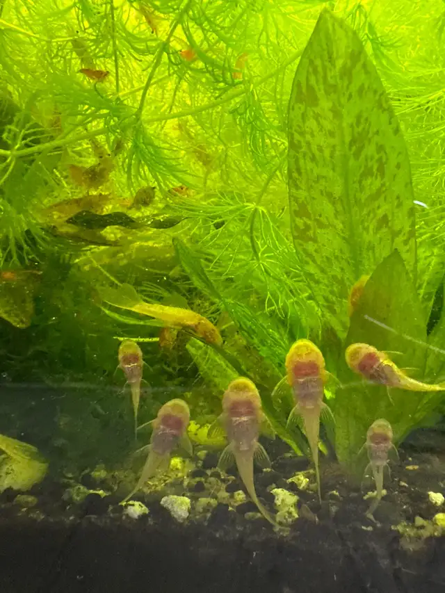albino bristlenose in Fish for Rehoming in Richmond - Image 5