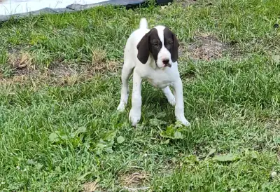 GERMAN SHORTHAIRED PUP, View more