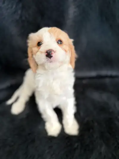 Cavapoo Puppy, View more