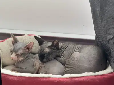 Magnifiques chatons Sphynx (9 mois) , une race de chat unique et affectueuse, parfaite pour ceux qui...