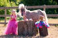 Mini pony/mini donkey for photoshoots / birthday parties and m