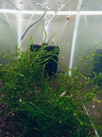 Aquarium plants --- willow moss