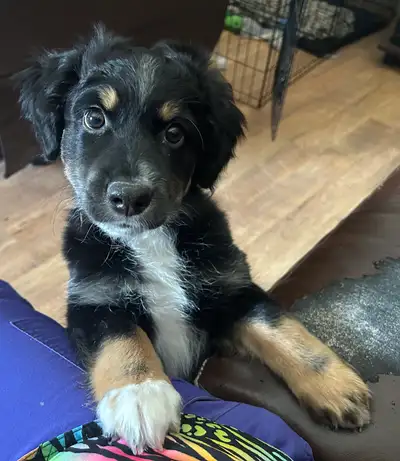 Male Mini Aussie Puppy looking for his human!, View more