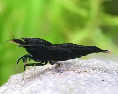 new shrimp available from Strictly fish, View more