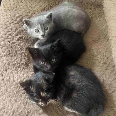 kittens for sale, View more