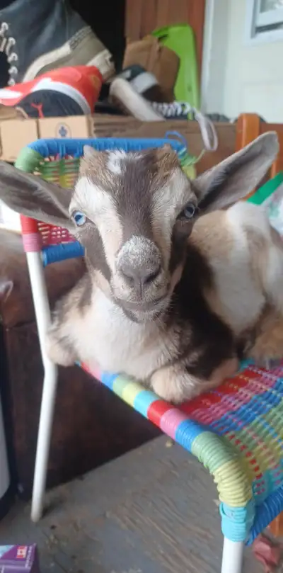 Dwarf goat bukcling can weather him He is a bottle baby who thinks he is a dog... loaded with charac...