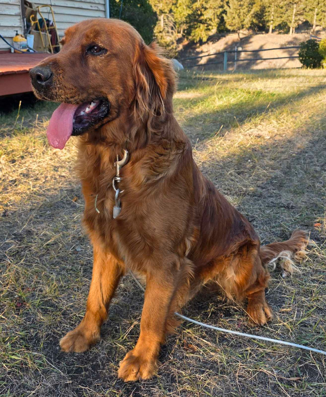1 year Purebred Red Golden Retriever Intact Male (READ AD) in Dogs & Puppies for Rehoming in Kamloops - Image 2
