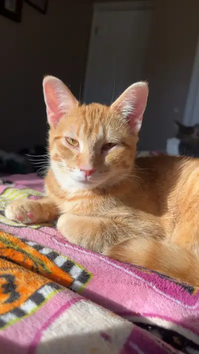 Kittens for sale! $30, View more