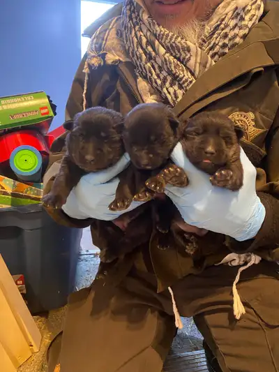 Purebred Czech working line German shepherd puppies available ready to go home Feb 14 2026. Perfect...