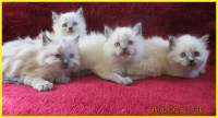 4 Adorable female Ragdoll kittens and their daddy available.