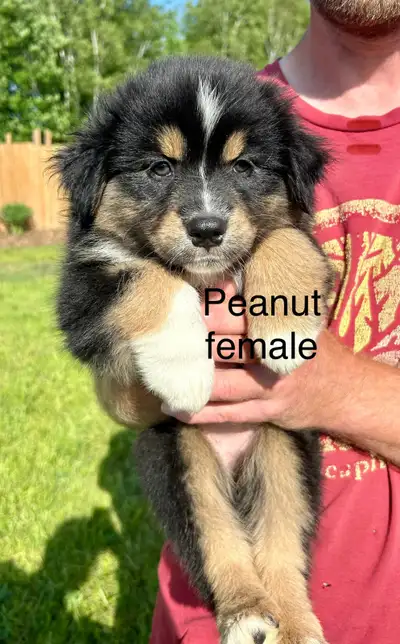 CKC REGISTERED AUSSIE PUPPIES READY TO GO, View more