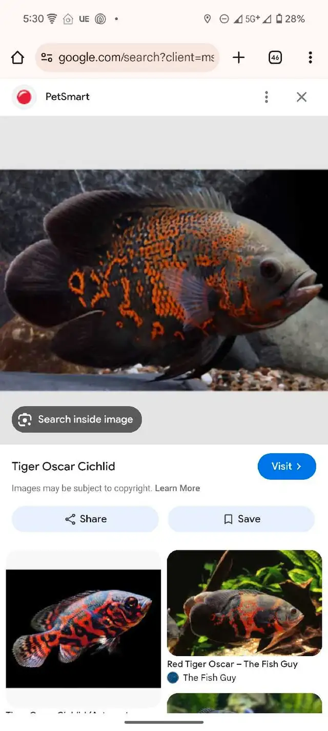 3x electric blue cichlid 1x Oscar and a angle fish for rehoming in Fish for Rehoming in Cambridge - Image 3