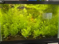 Hornwort in small pots ( Available )