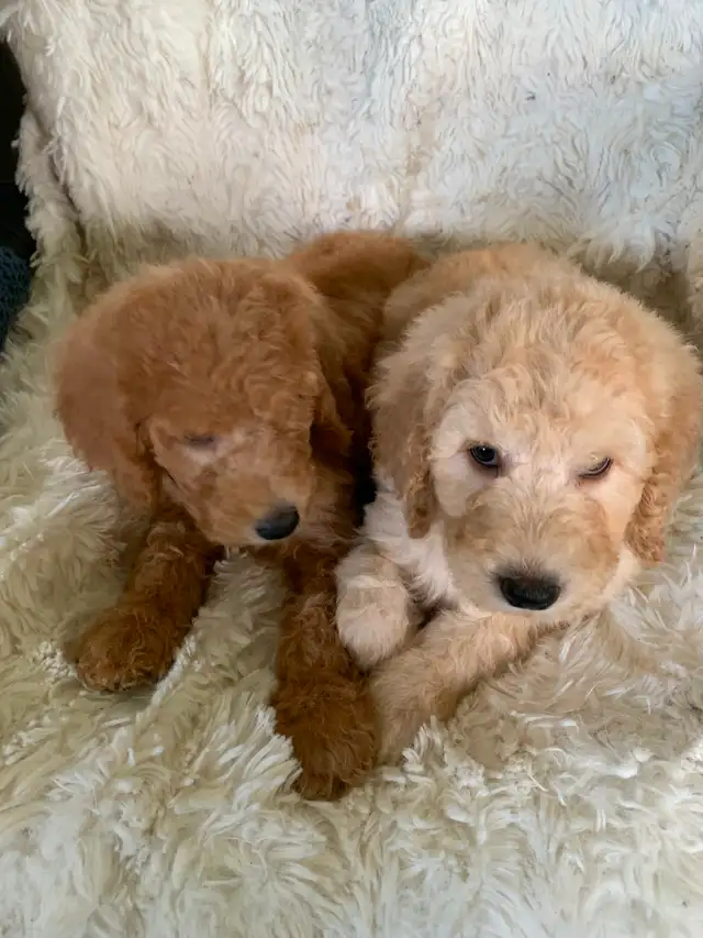 Beautiful smart standards poodle puppies in Dogs & Puppies for Rehoming in Vancouver - Image 9