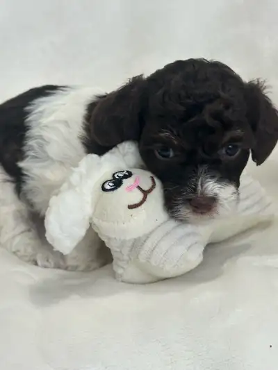 Toy Poodle, View more