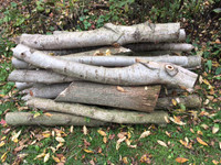 Free: Poplar logs
