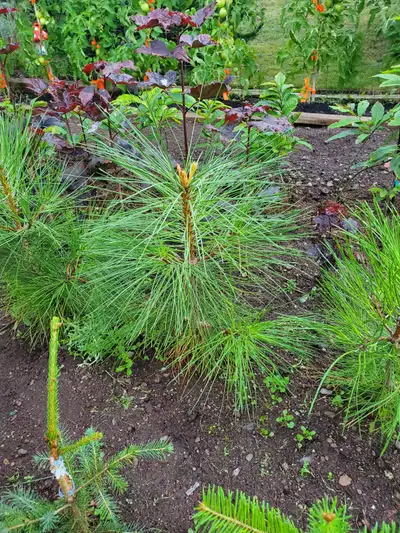 Ponderosa pine trees, View more