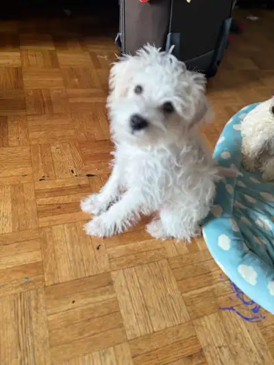 schnoodle pups, View more