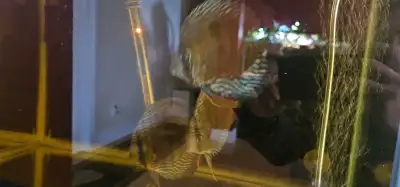 Wild Discus Rio Trombetas and Red Cuipuea, View more