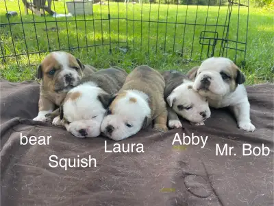 BULLDOG PUPPIES, View more
