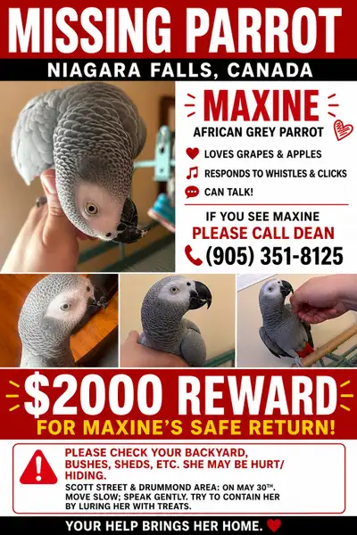 LOST CONGO AFRICAN GREY PARROT NAME: MAXINE MAY 30, 2026 SCOTT STREET AND DRUMMOND NIAGRA FALLS, ON,...