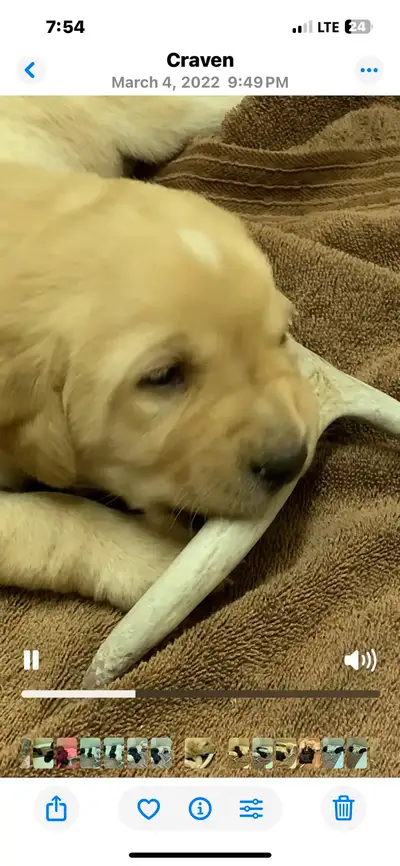 Beautiful puppies were born mid June. We have been breeding top quality Labrador Retrievers for over...