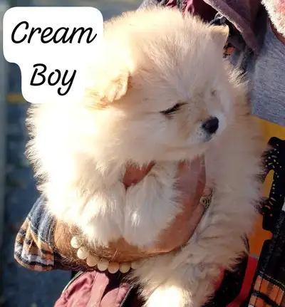Cream pom.male 2 months old, View more
