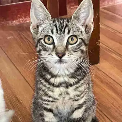 kittens for rehoming, View more