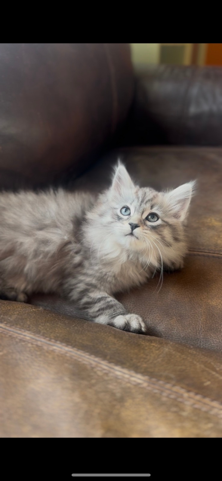 (Dollface Chinchilla) Persian Ragdoll Female Kitten | Cats & Kittens ...