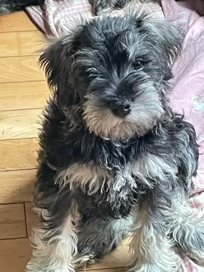 Miniature schnauzer puppies  on sale 750 these dogs are purebred, View more