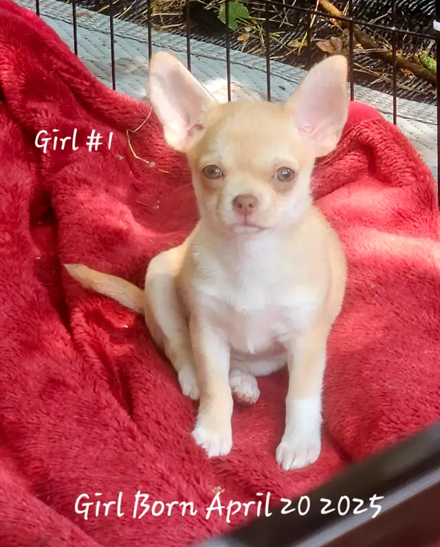 Beautiful  Chihuahua  Puppies Starting at $1000 in Dogs & Puppies for Rehoming in City of Toronto - Image 3