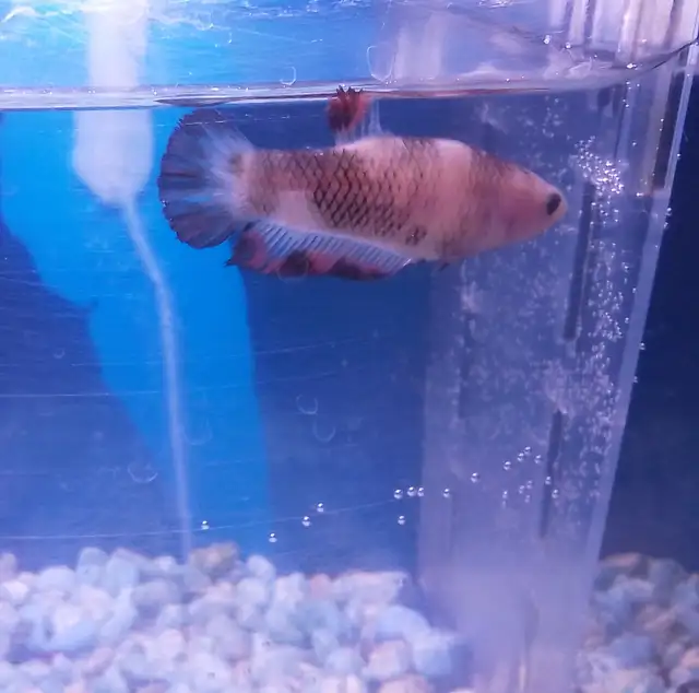 2 Male betta @ $25 in Fish for Rehoming in City of Montréal - Image 2