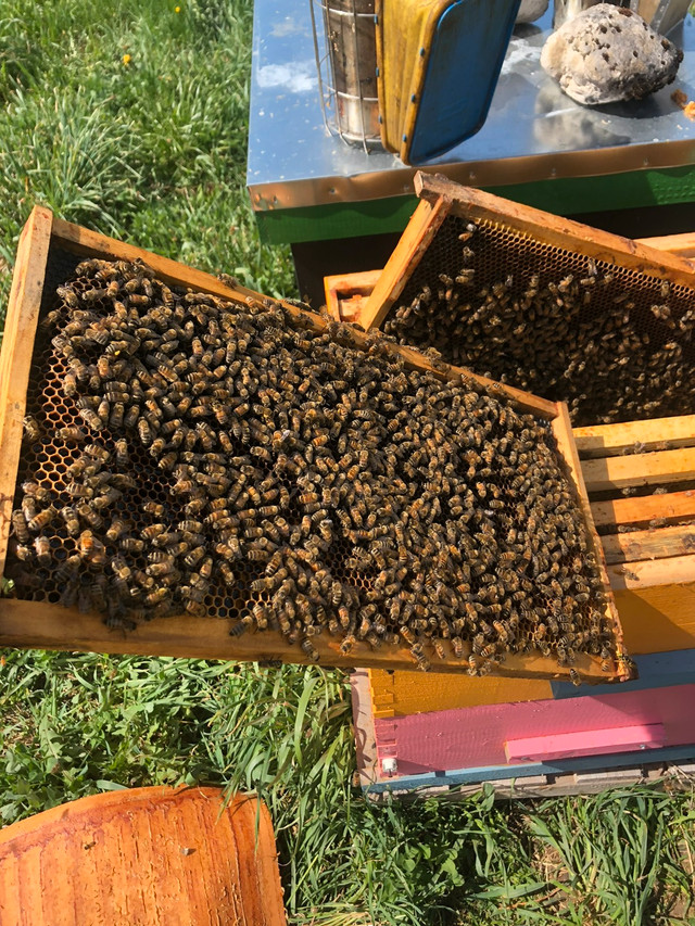 Honey bees. Nucs and Queens in Livestock in Kitchener / Waterloo - Image 3
