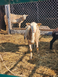 Year old castrated lamb needs new home