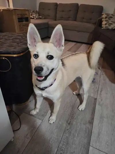 husky shepherd mix looking for forever home, View more