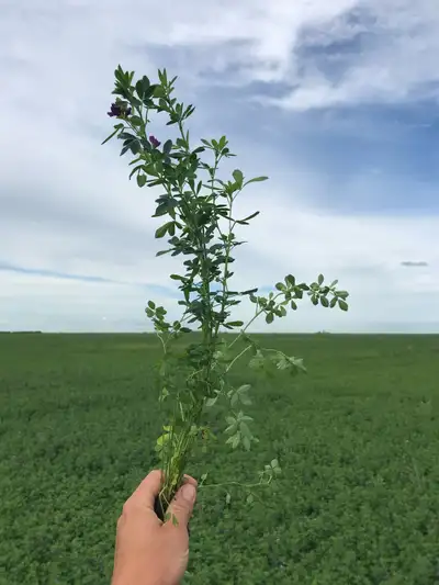 Alfalfa seed for sale. Grown in Red River Valley. Cleaned to #1 Common. Inoculated. Tap root. Produc...