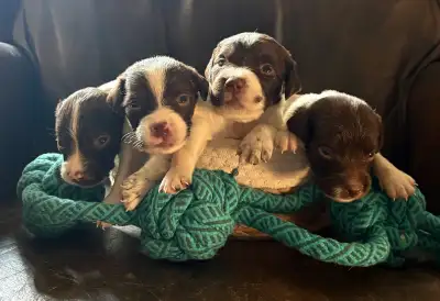 CKC Registered Brittany Spaniel Puppies, View more
