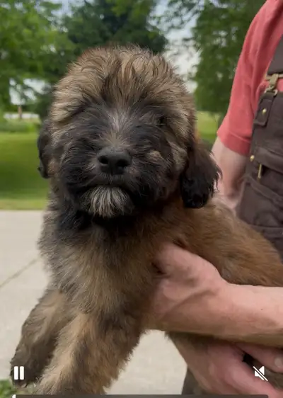 Last available Whoodle puppy, View more