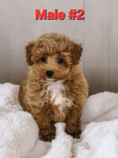 Adorable Poodle puppies, View more