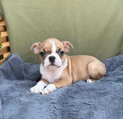 7 magnifique chiots boston terrier a vendre, View more